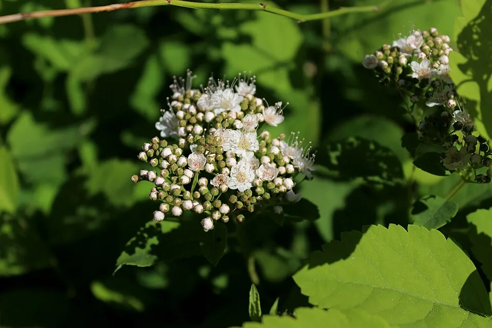 Nyírlevelű gyöngyvessző / Spiraea betulifolia 'Tor'