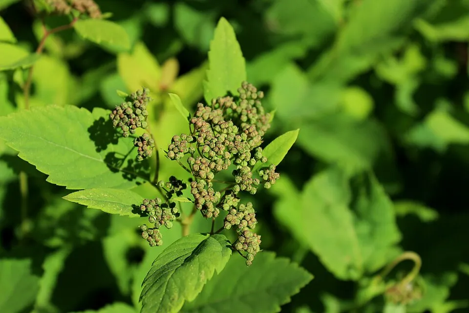 Nyírlevelű gyöngyvessző / Spiraea betulifolia 'Tor'
