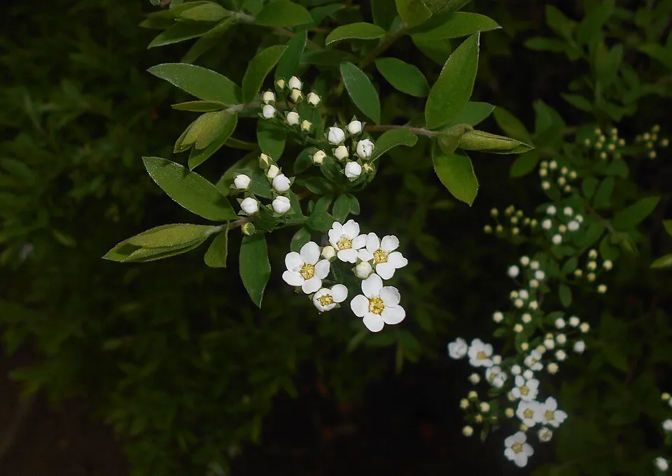 Fehér virágú, hamvas gyöngyvessző / Spiraea cinerea 'Grefsheim'