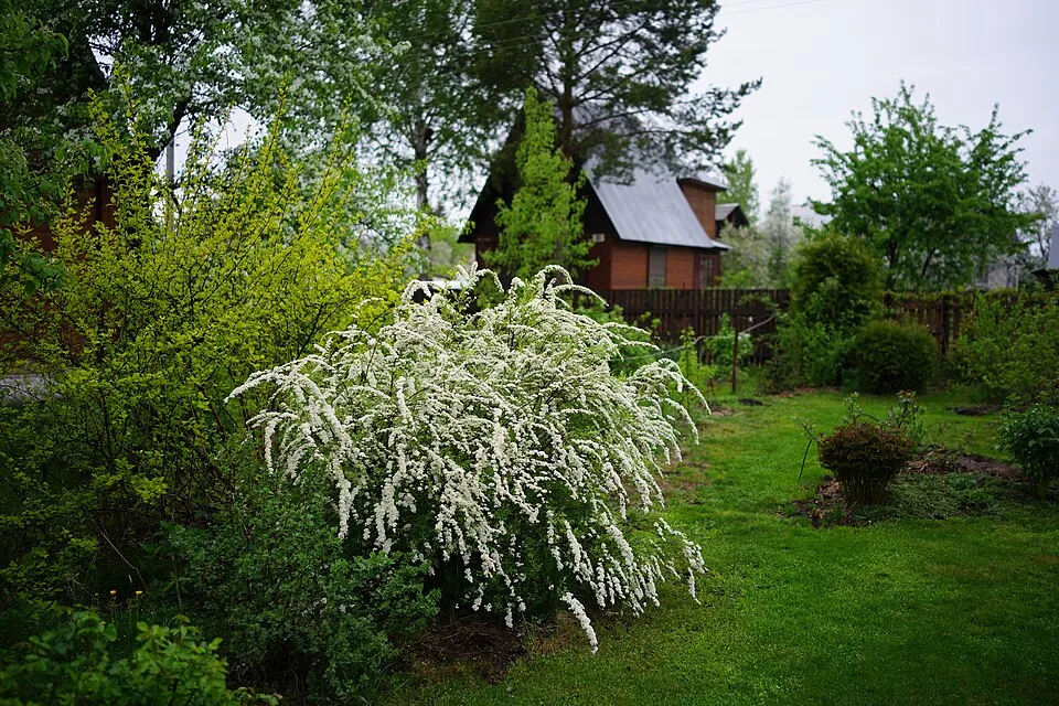 Fehér virágú, hamvas gyöngyvessző / Spiraea cinerea 'Grefsheim'