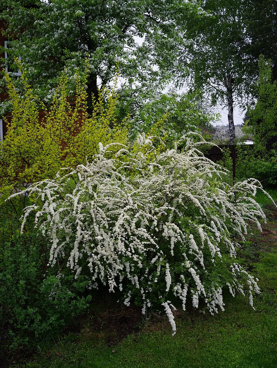 Fehér virágú, hamvas gyöngyvessző / Spiraea cinerea 'Grefsheim'