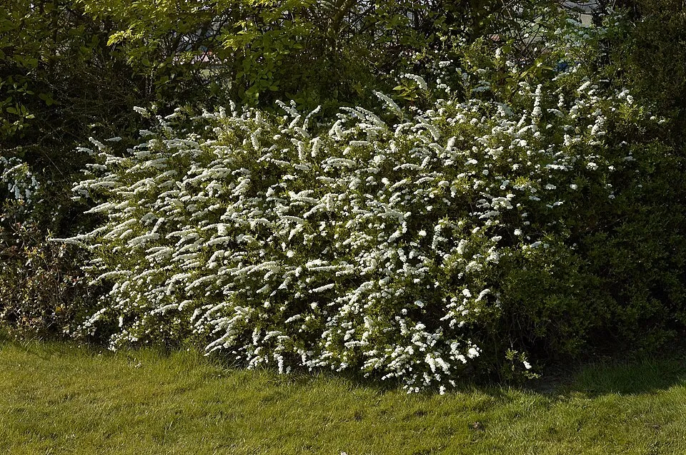 Fehér virágú, hamvas gyöngyvessző / Spiraea cinerea 'Grefsheim'