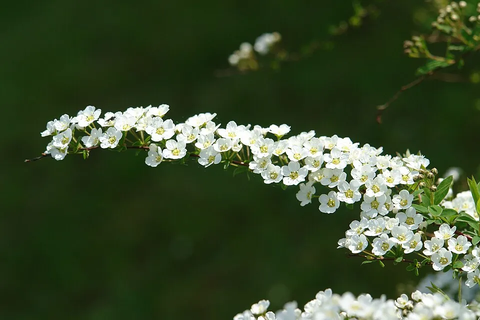 Fehér virágú, hamvas gyöngyvessző / Spiraea cinerea 'Grefsheim'