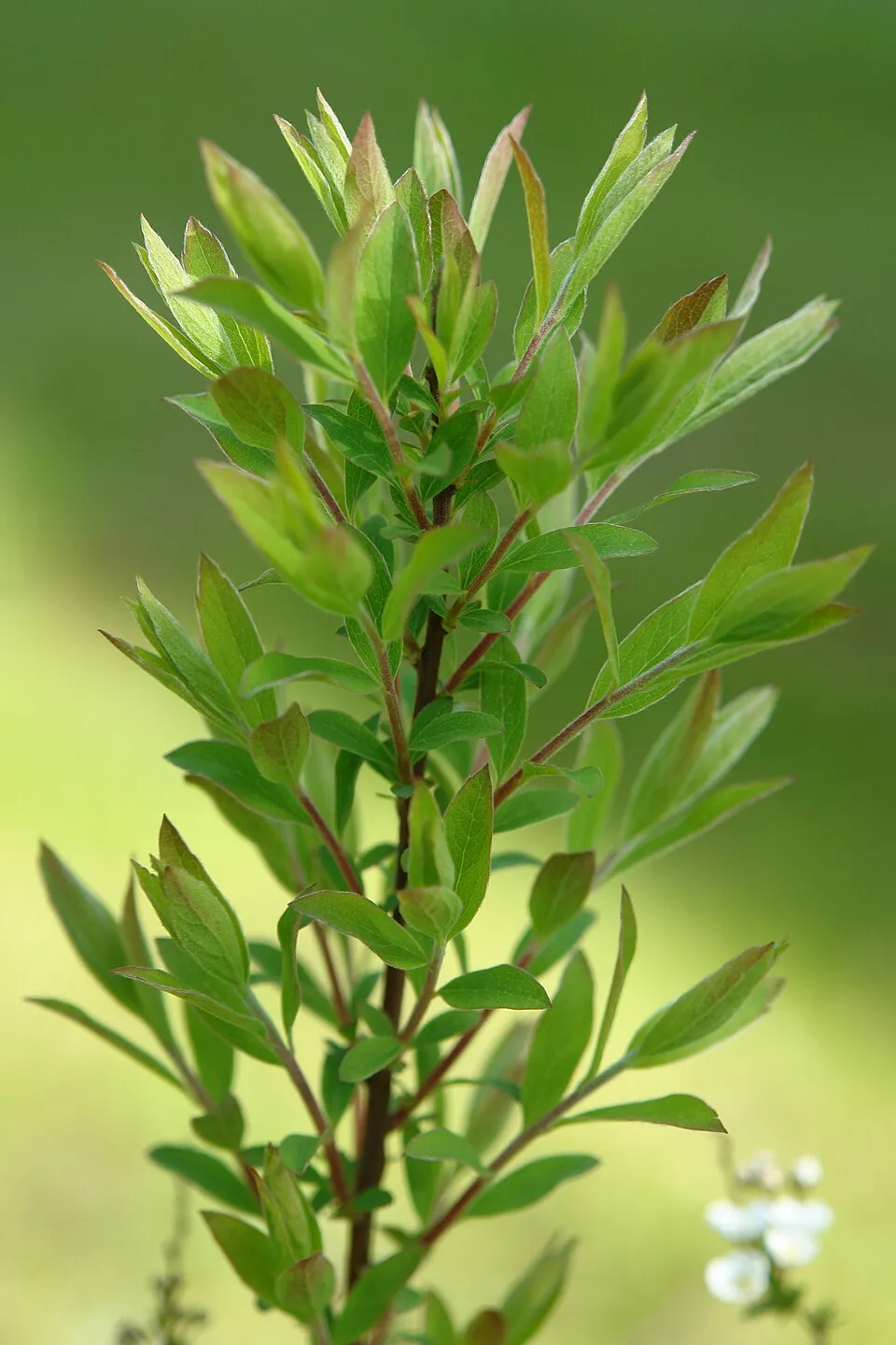Fehér virágú, hamvas gyöngyvessző / Spiraea cinerea 'Grefsheim'