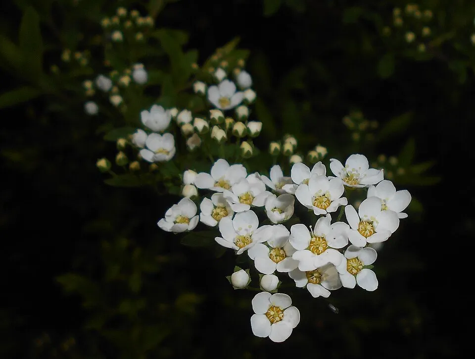 Fehér virágú, hamvas gyöngyvessző / Spiraea cinerea 'Grefsheim'
