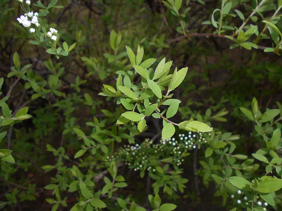 Fehér virágú, hamvas gyöngyvessző / Spiraea cinerea 'Grefsheim'