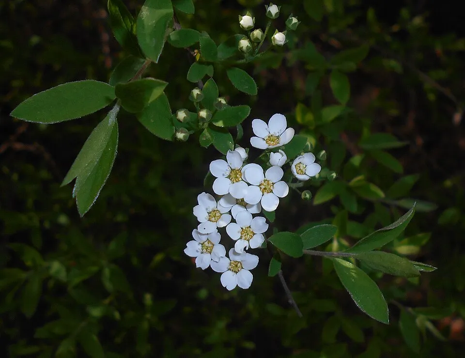 Fehér virágú, hamvas gyöngyvessző / Spiraea cinerea 'Grefsheim'