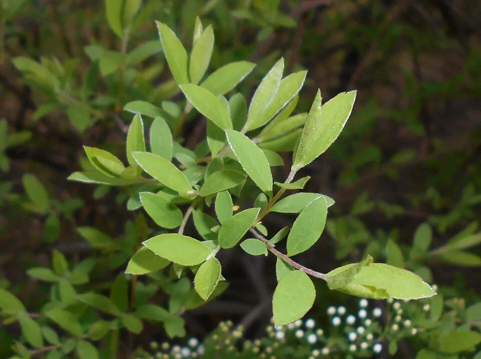 Fehér virágú, hamvas gyöngyvessző / Spiraea cinerea 'Grefsheim'