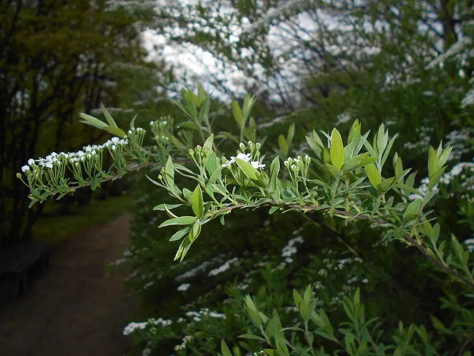 Fehér virágú, hamvas gyöngyvessző / Spiraea cinerea 'Grefsheim'