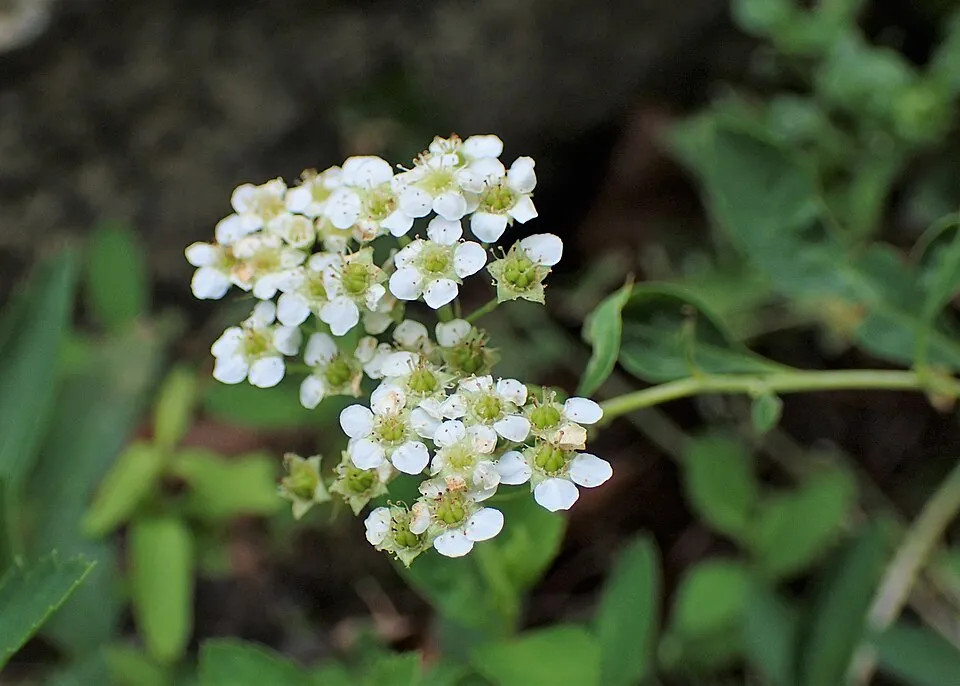 Fehér virágú, törpe gyöngyvessző / Spiraea decumbens