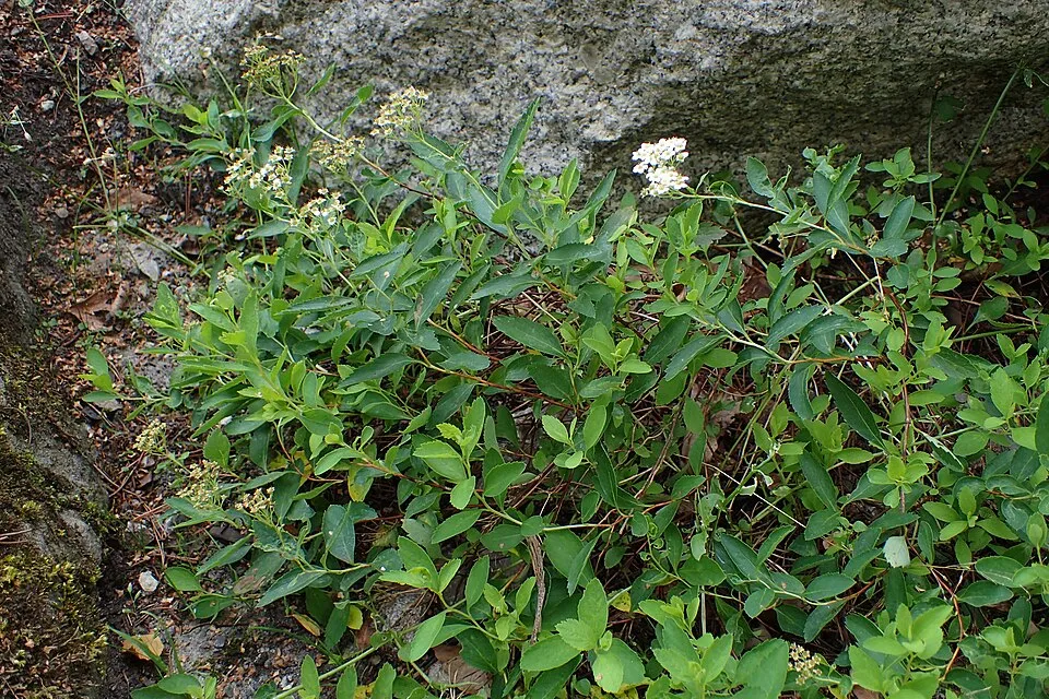 Fehér virágú, törpe gyöngyvessző / Spiraea decumbens