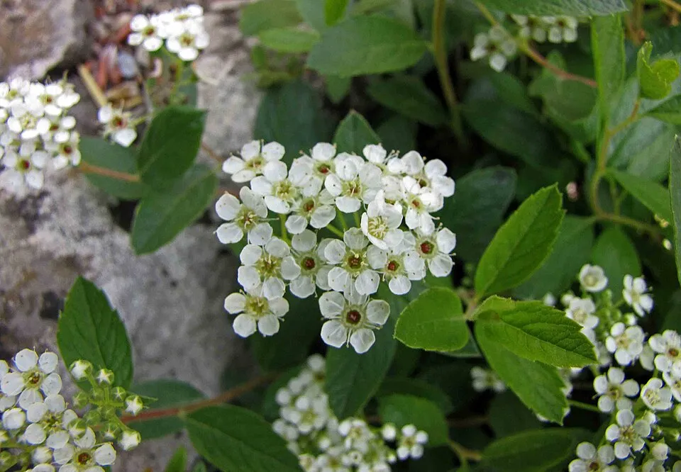 Fehér virágú, törpe gyöngyvessző / Spiraea decumbens