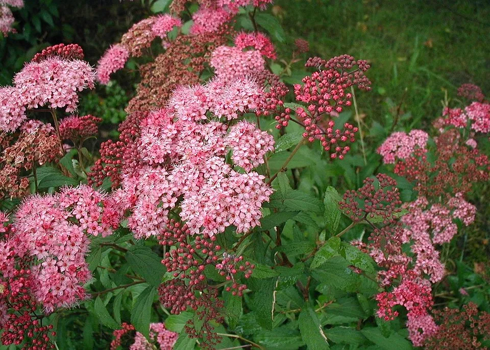 Ciklámen virágú, törpe gyöngyvessző / Spiraea japonica 'Anthony Waterer'