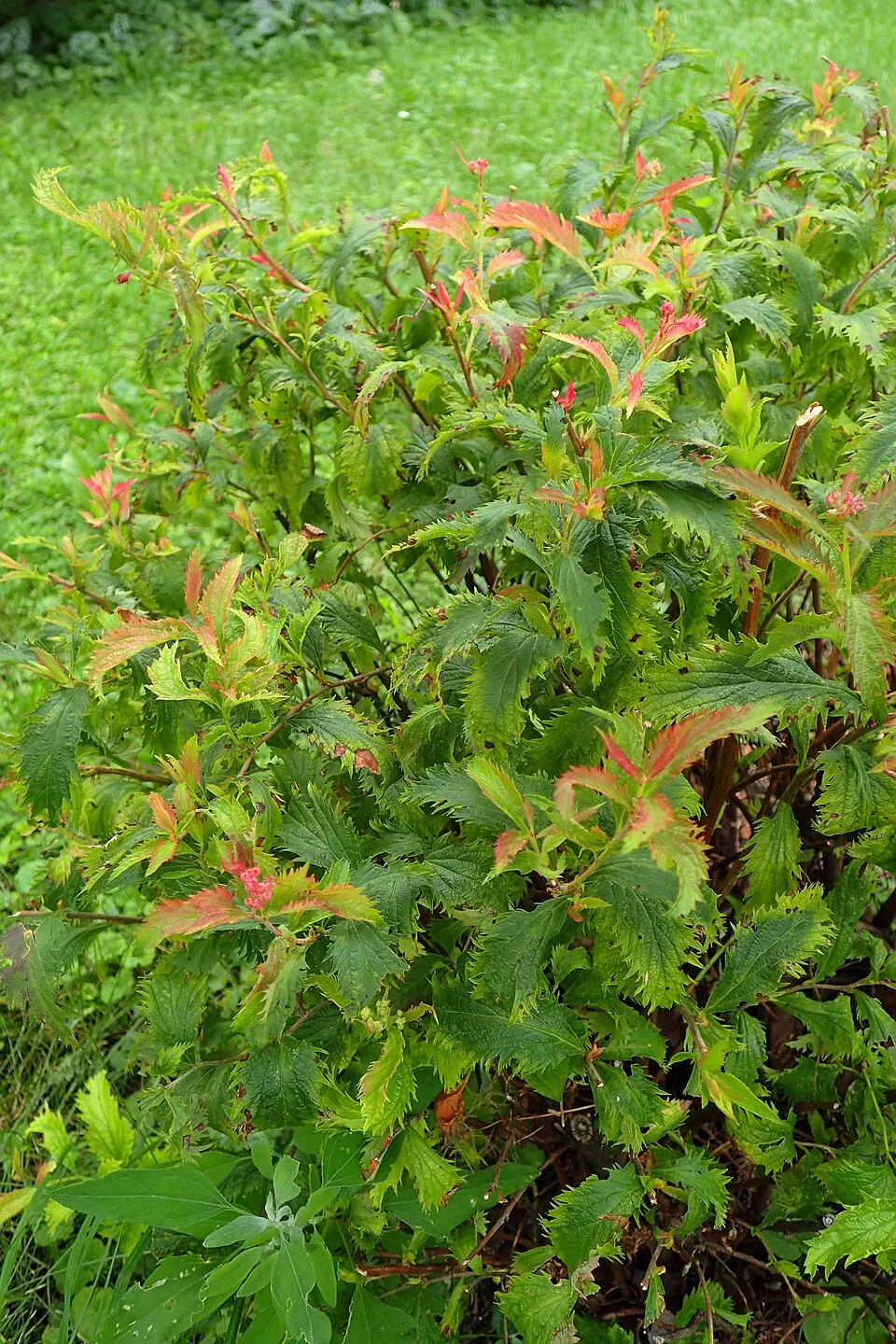Fodroslevelű, ciklámenvirágú, törpe gyöngyvessző / Spiraea japonica 'Crispa'