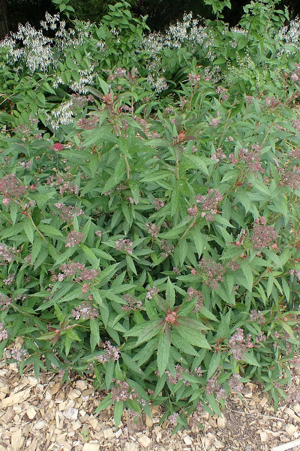 Fodroslevelű, ciklámenvirágú, törpe gyöngyvessző / Spiraea japonica 'Crispa'
