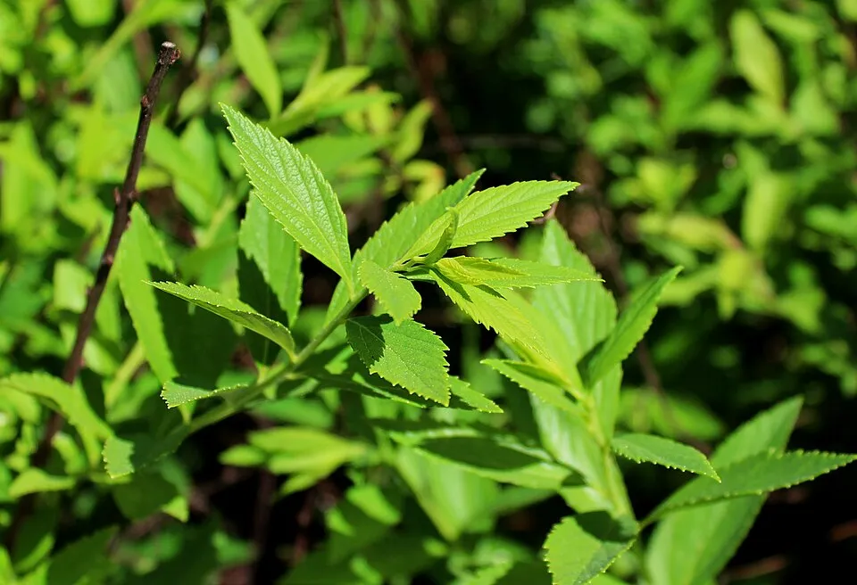 Fehér-rózsaszín virágú, törpe gyöngyvessző / Spiraea japonica 'Genpei' (Shirobana)