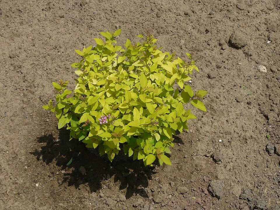 Sárgás levelű, rózsaszín virágú, törpe gyöngyvessző / Spiraea japonica 'Golden Princess'