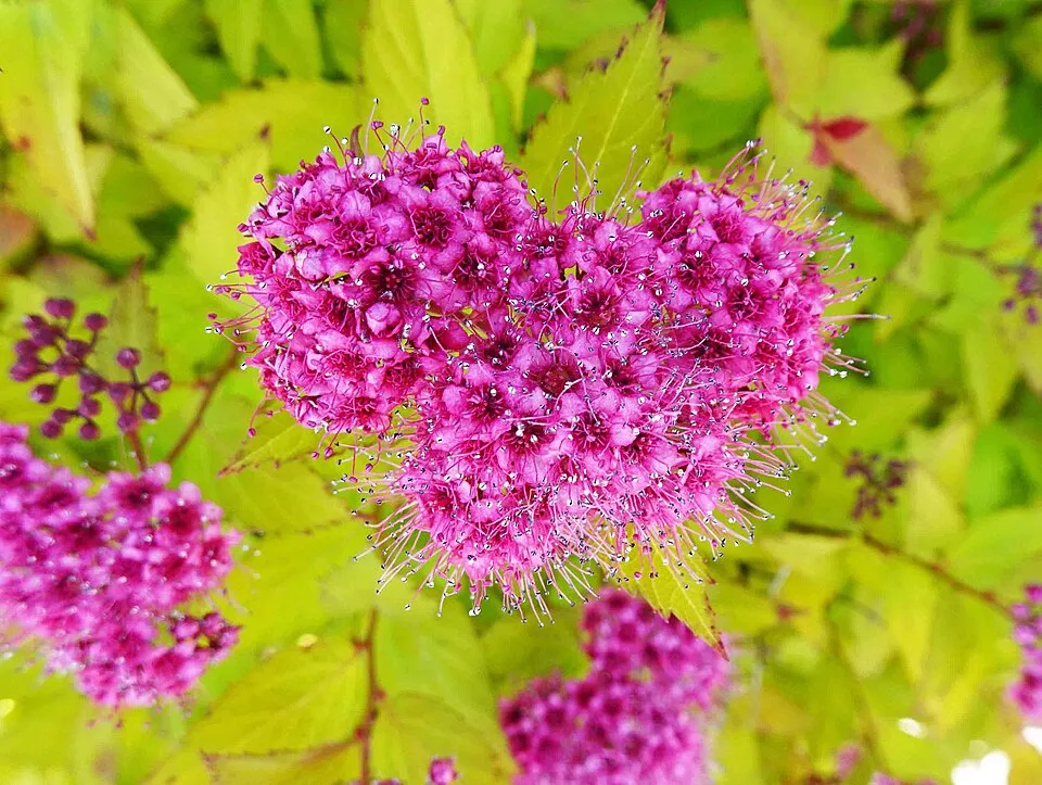 Sárgás levelű, rózsaszín virágú, törpe gyöngyvessző / Spiraea japonica 'Golden Princess'