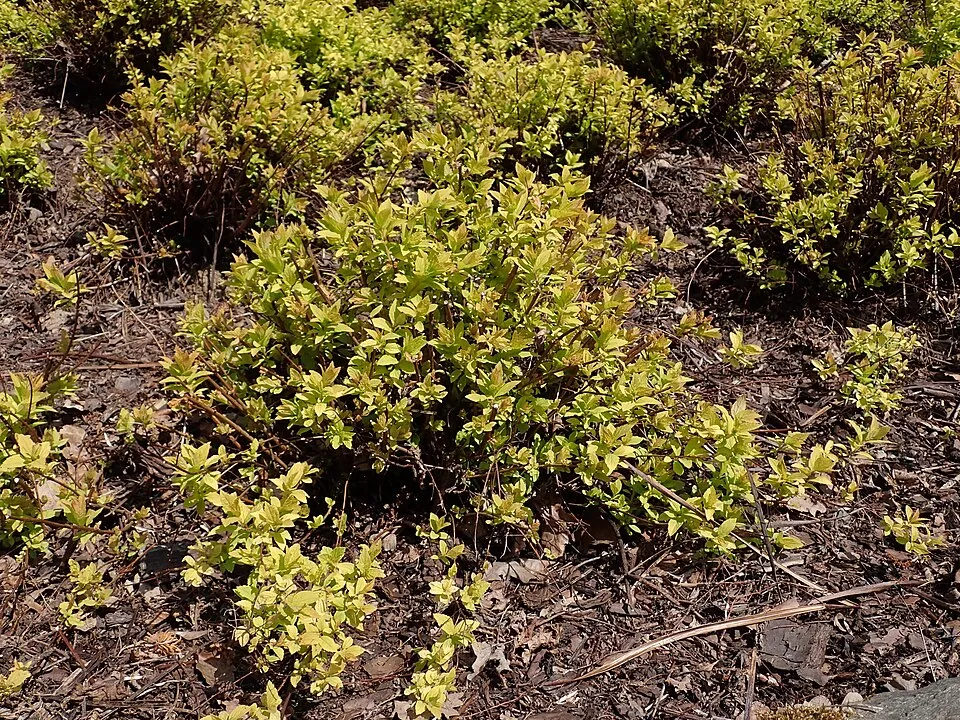 Sárgás levelű, rózsaszín virágú, törpe gyöngyvessző / Spiraea japonica 'Golden Princess'
