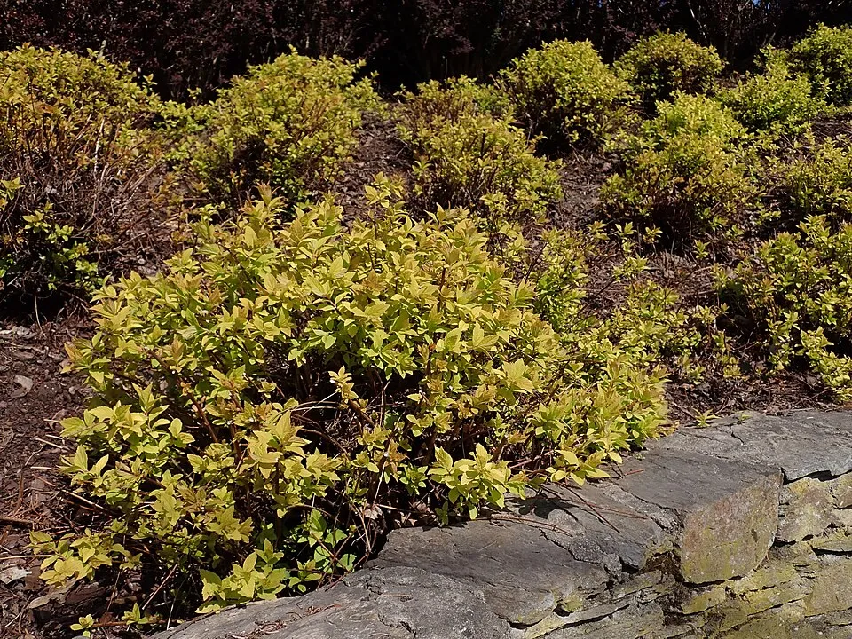 Sárgás levelű, rózsaszín virágú, törpe gyöngyvessző / Spiraea japonica 'Golden Princess'
