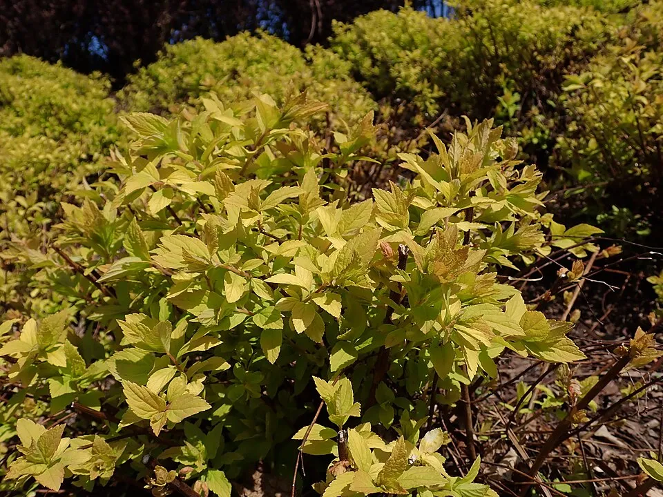Sárgás levelű, rózsaszín virágú, törpe gyöngyvessző / Spiraea japonica 'Golden Princess'