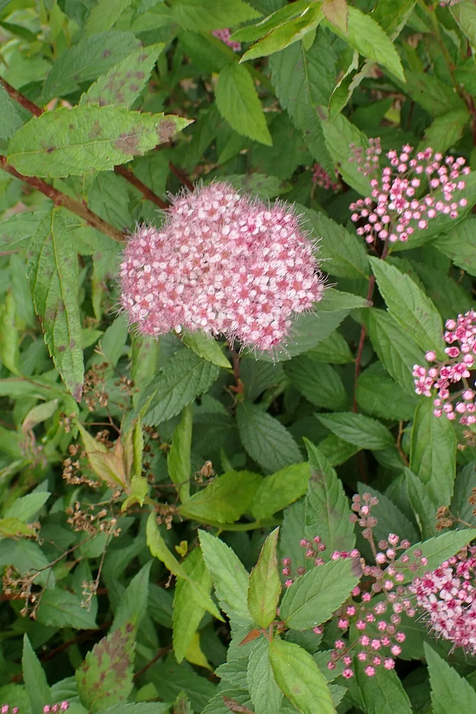 Sárgás levelű, rózsaszín virágú gyöngyvessző / Spiraea japonica 'Goldflame'
