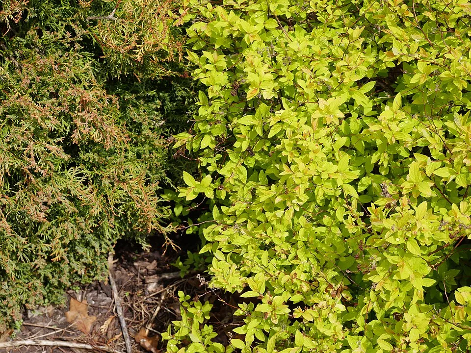 Sárgás levelű, rózsaszín virágú gyöngyvessző / Spiraea japonica 'Goldflame'
