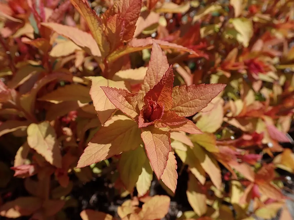 Sárgás levelű, rózsaszín virágú gyöngyvessző / Spiraea japonica 'Goldflame'