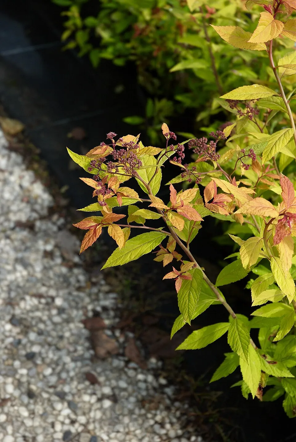 Sárgás levelű, rózsaszín virágú gyöngyvessző / Spiraea japonica 'Goldflame'