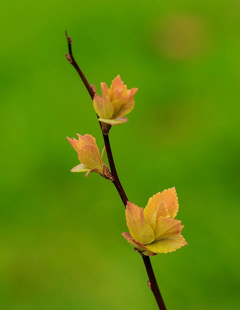 Sárgás levelű, rózsaszín virágú gyöngyvessző / Spiraea japonica 'Goldflame'