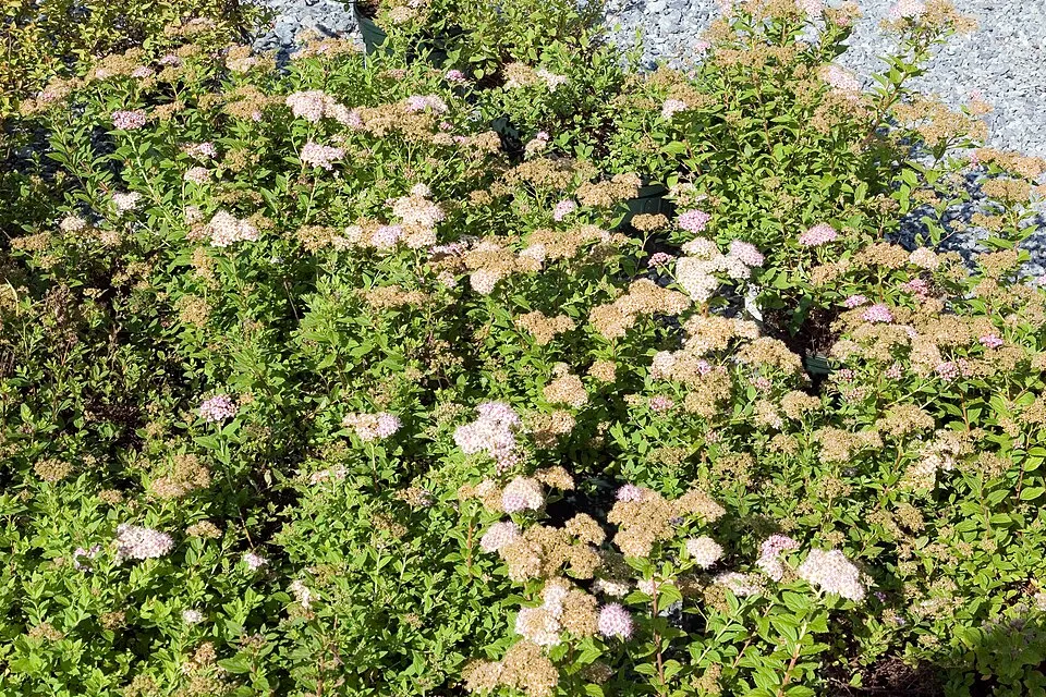 Rózsaszín virágú, törpe gyöngyvessző / Spiraea japonica 'Little Princess'