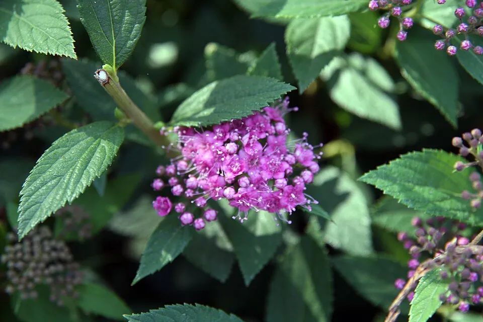 Rózsaszín virágú, törpe gyöngyvessző / Spiraea japonica 'Little Princess'