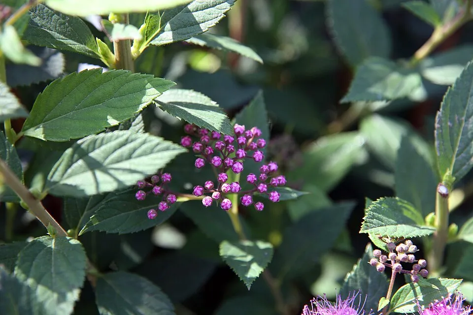 Rózsaszín virágú, törpe gyöngyvessző / Spiraea japonica 'Little Princess'