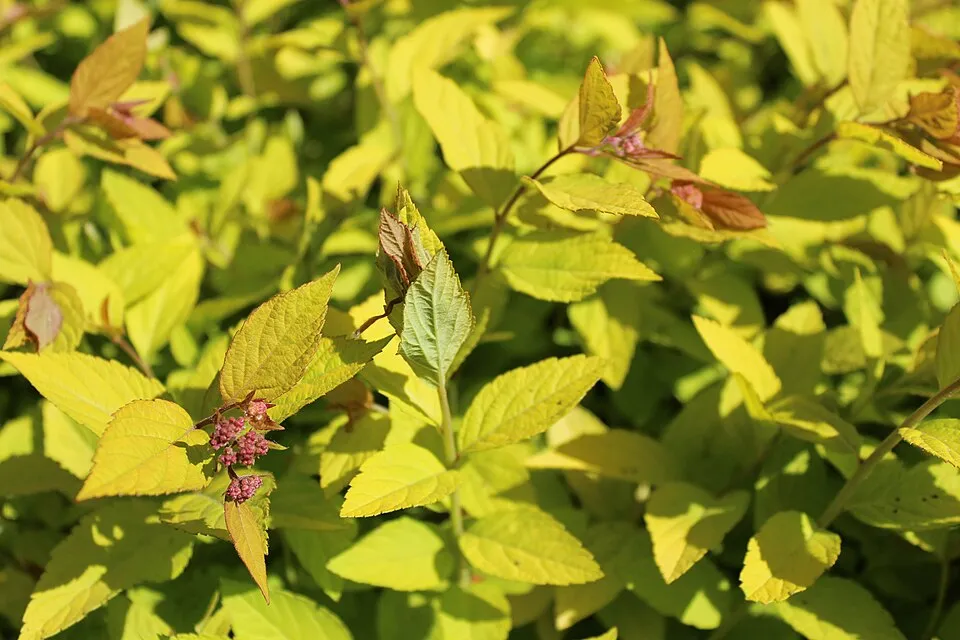 Rózsaszín virágú, törpe gyöngyvessző / Spiraea japonica 'Little Princess'