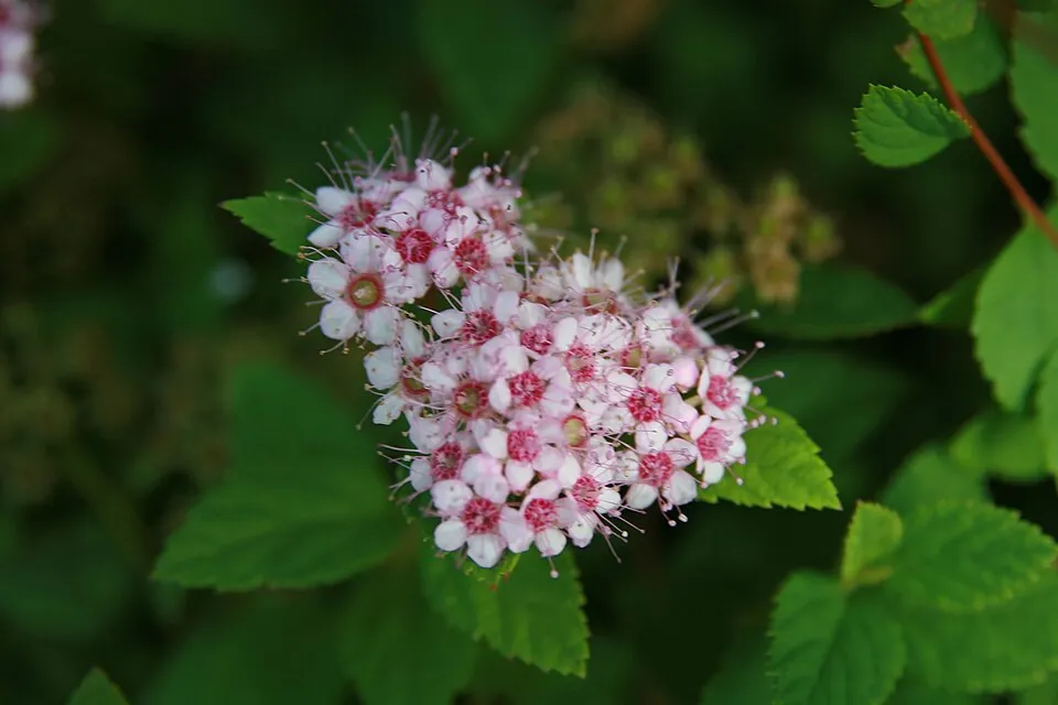 Rózsaszín virágú, törpe gyöngyvessző / Spiraea japonica 'Little Princess'