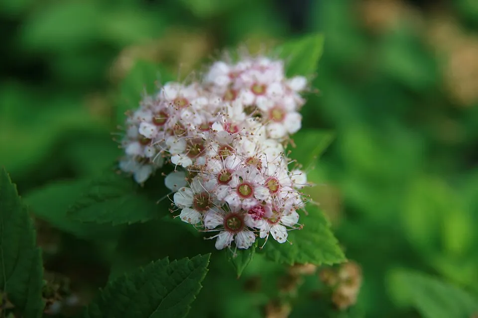 Rózsaszín virágú, törpe gyöngyvessző / Spiraea japonica 'Little Princess'