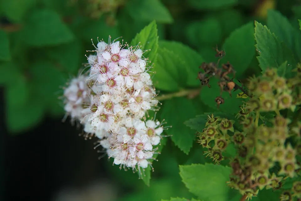 Rózsaszín virágú, törpe gyöngyvessző / Spiraea japonica 'Little Princess'