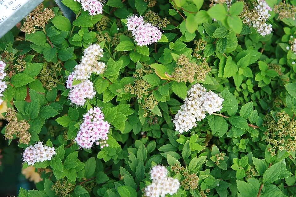 Rózsaszín virágú, törpe gyöngyvessző / Spiraea japonica 'Little Princess'