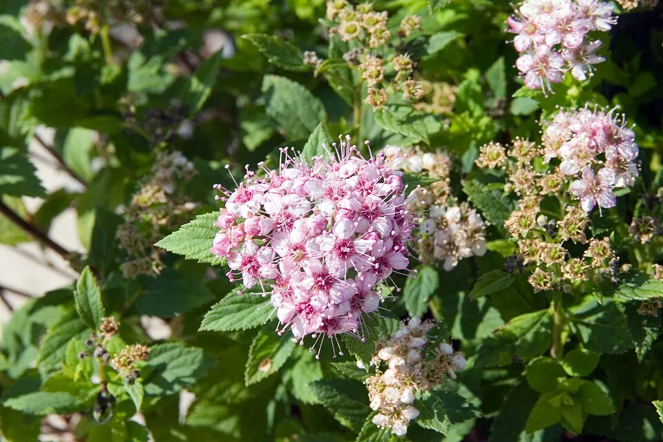 Rózsaszín virágú, törpe gyöngyvessző / Spiraea japonica 'Little Princess'