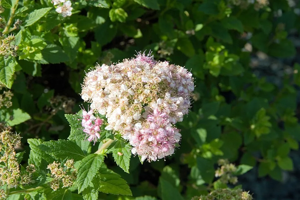Rózsaszín virágú, törpe gyöngyvessző / Spiraea japonica 'Little Princess'