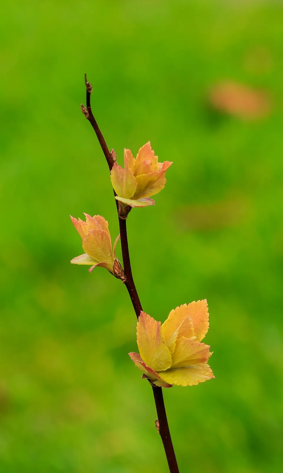 Rózsaszín virágú, törpe gyöngyvessző / Spiraea japonica 'Manon'