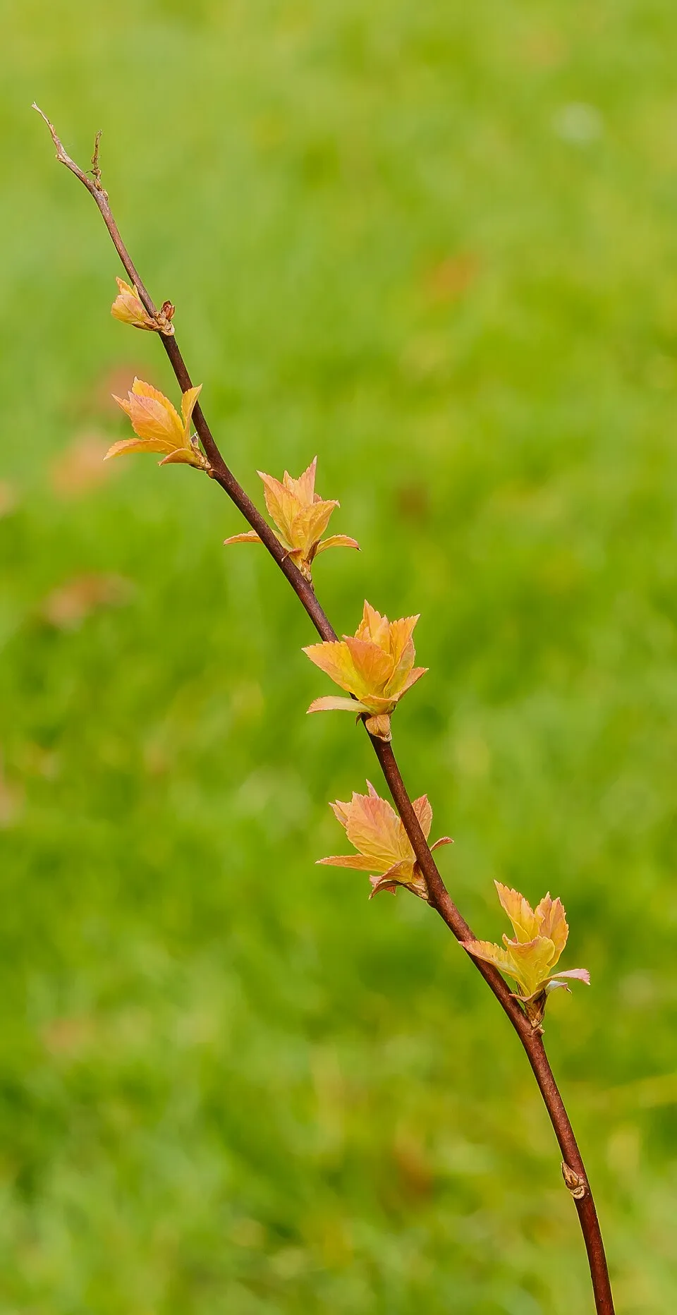 Rózsaszín virágú, törpe gyöngyvessző / Spiraea japonica 'Manon'