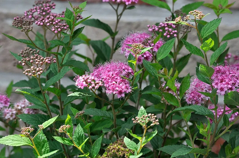 Rózsaszín virágú, törpe gyöngyvessző / Spiraea japonica 'Manon'