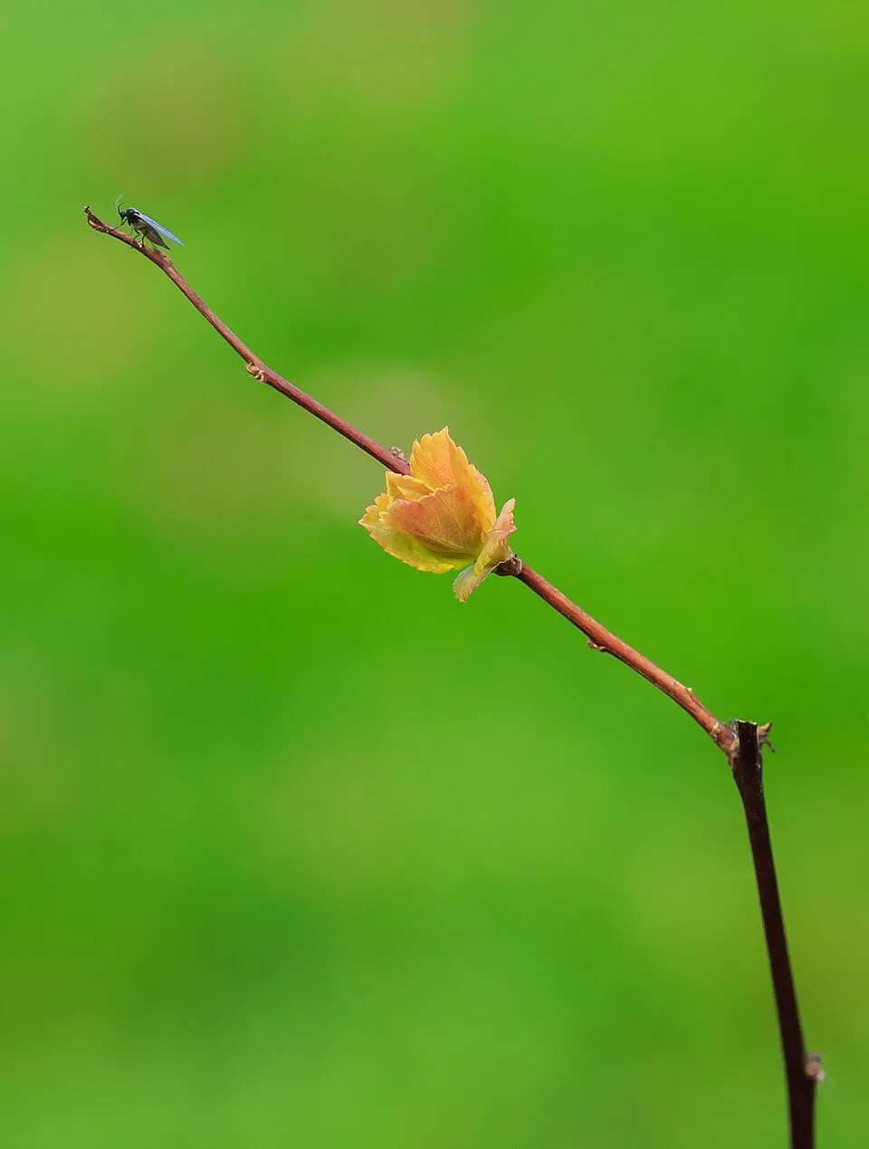 Rózsaszín virágú, törpe gyöngyvessző / Spiraea japonica 'Manon'