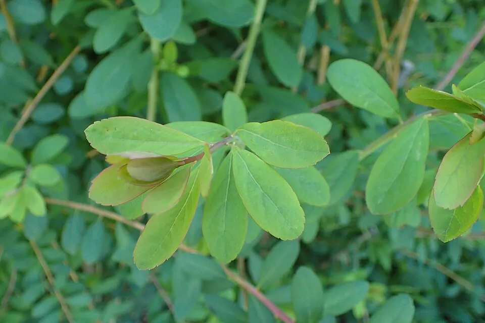 Ciklámen virágú gyöngyvessző / Spiraea japonica 'Ruberrima'