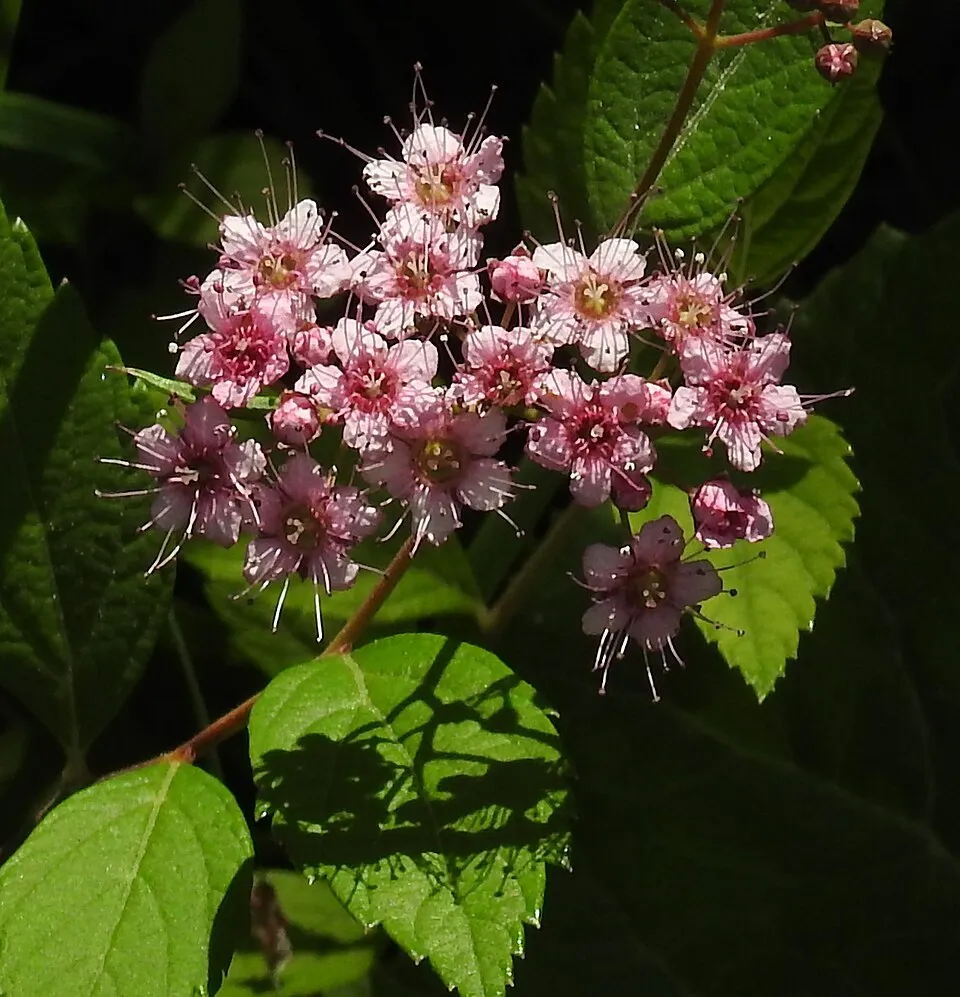 Ciklámen virágú gyöngyvessző / Spiraea japonica 'Ruberrima'