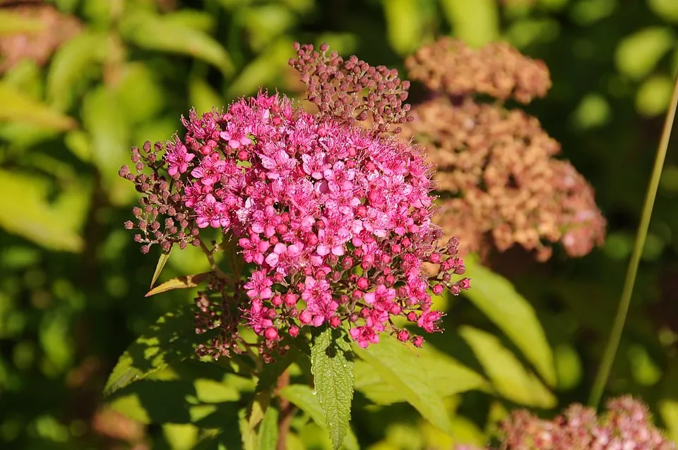 Ciklámen virágú gyöngyvessző / Spiraea japonica 'Ruberrima'
