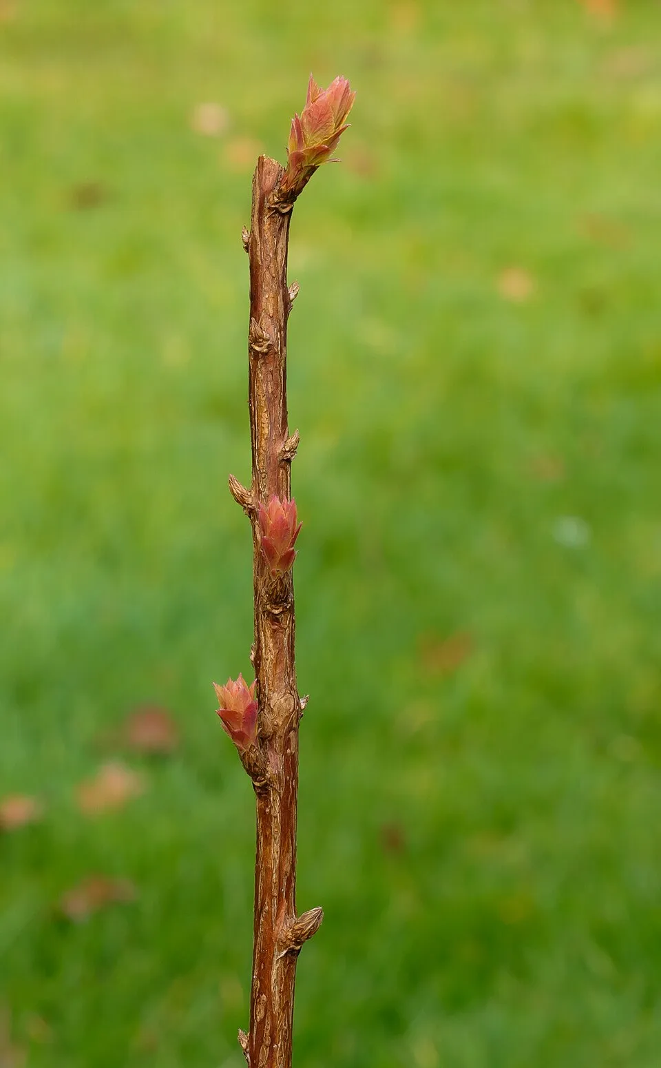 Ciklámen virágú gyöngyvessző / Spiraea japonica 'Ruberrima'
