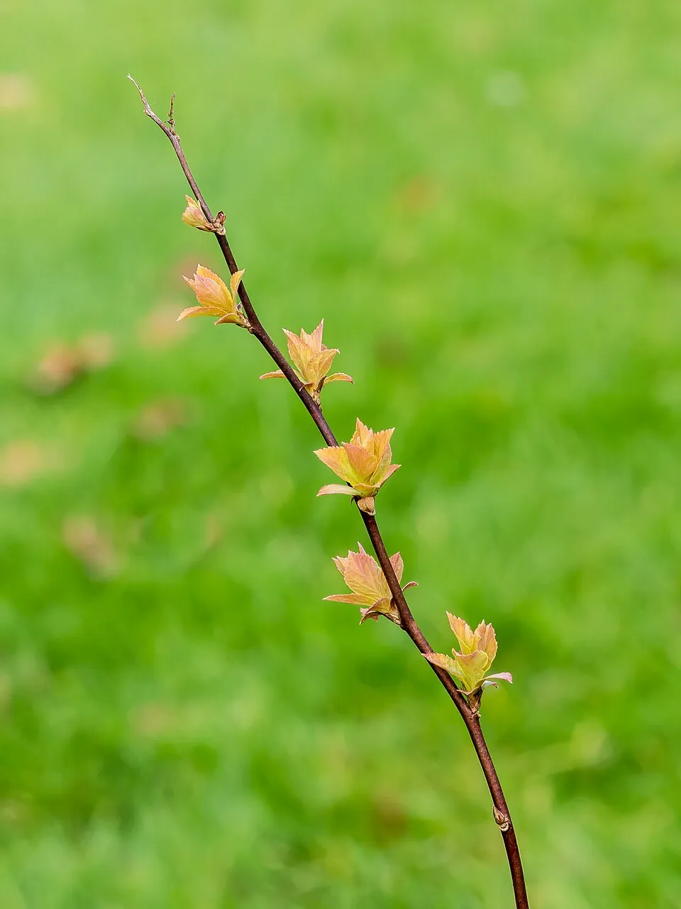 Ciklámen virágú gyöngyvessző / Spiraea japonica 'Ruberrima'