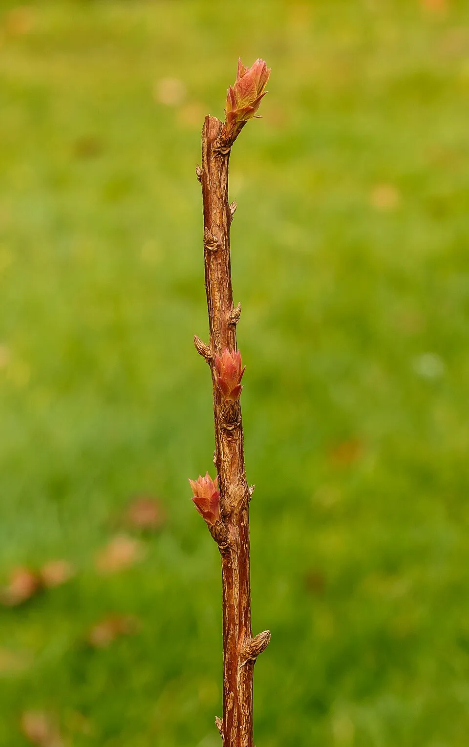 Ciklámen virágú gyöngyvessző / Spiraea japonica 'Ruberrima'